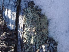 Parmeliopsis ambigua