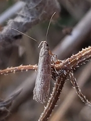 Chionodes discoocellella