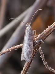 Chionodes discoocellella
