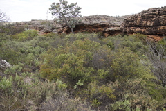 Phylica oleifolia