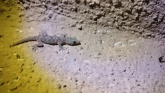 Hemidactylus brookii