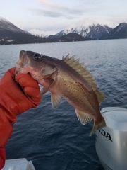 Sebastes brevispinis