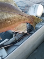 Sebastes brevispinis