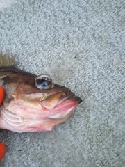 Sebastes brevispinis