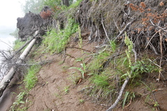 Rumex aquaticus protractus