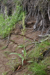 Rumex aquaticus protractus