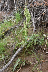 Rumex aquaticus protractus