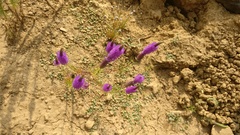 Pogostemon deccanensis