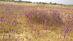 Pogostemon deccanensis