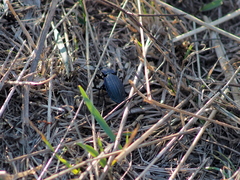 Carabus exaratus