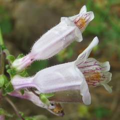 Penstemon laxiflorus