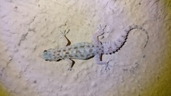 Hemidactylus brookii