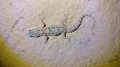 Hemidactylus brookii