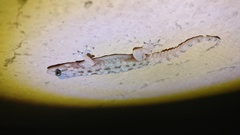 Hemidactylus brookii