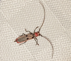 Prosopocera octomaculata octomaculata