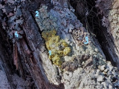 Candelariella coralliza