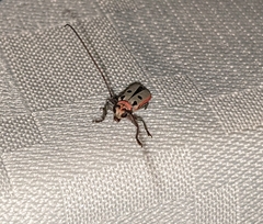 Prosopocera octomaculata octomaculata