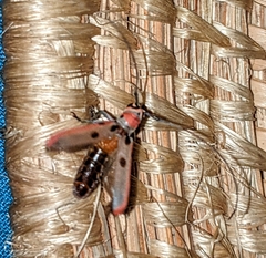 Prosopocera octomaculata octomaculata