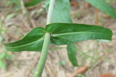Penstemon laxiflorus
