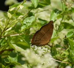 Doleschallia bisaltide pratipa