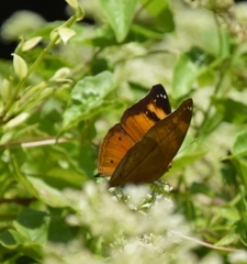 Doleschallia bisaltide pratipa