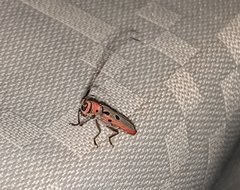Prosopocera octomaculata octomaculata