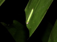 Elymnias hypermnestra