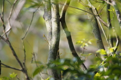 Fraxinus sieboldiana