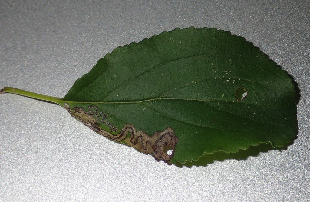 Stigmella rhamnicola