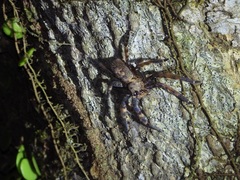Heteropoda lunula