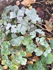 Erysiphe aquilegiae