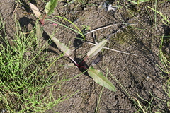 Rumex aquaticus protractus