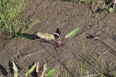 Rumex aquaticus protractus