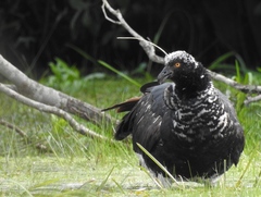 Horned Screamer photo 4