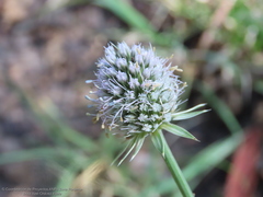 Eryngium serratum