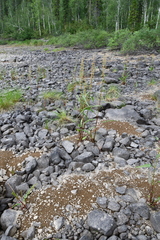 Rumex aquaticus protractus