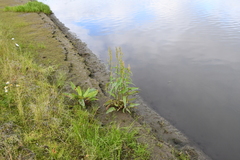 Rumex aquaticus protractus
