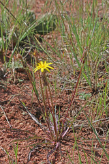 Agoseris parviflora