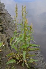 Rumex aquaticus protractus