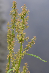 Rumex aquaticus protractus