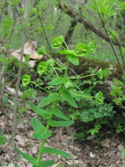 Euphorbia condylocarpa