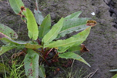 Rumex aquaticus protractus