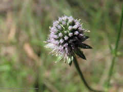 Eryngium serratum