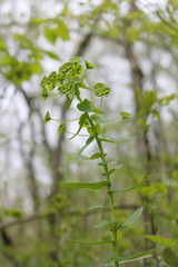 Euphorbia condylocarpa