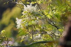 Fraxinus sieboldiana