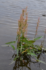 Rumex aquaticus protractus
