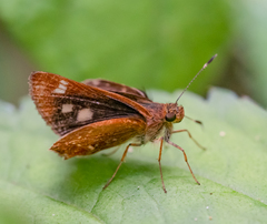 Lamponia travassosi