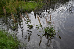 Rumex aquaticus protractus