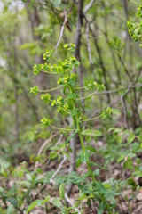 Euphorbia condylocarpa