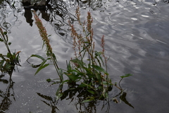 Rumex aquaticus protractus